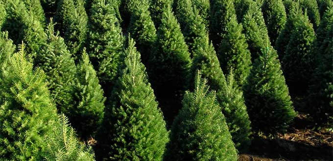 Michoacán, 4º lugar nacional en producción de árboles de Navidad - Vive  Maravatío