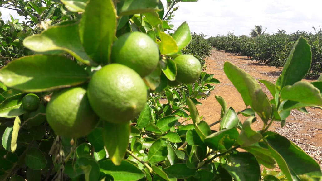 En tres años, producción de limón michoacano incrementó en un 40% - Vive Maravatío
